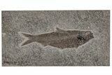 Detailed Fossil Fish (Knightia) - Wyoming #211178-1
